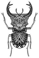 hand drawn beetle