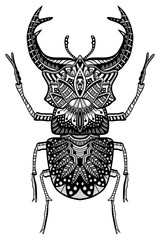 hand drawn beetle