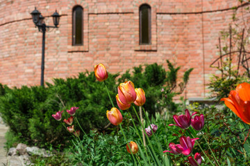 Tulips in the garden, landscape design.