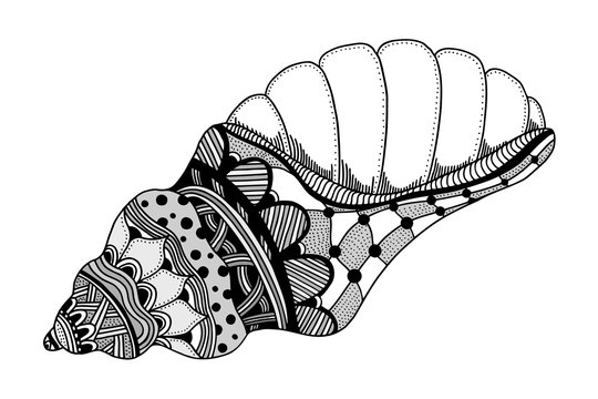 Hand Drawn sea shell.