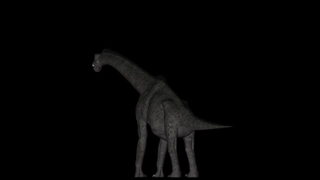 Animation of dinosaur Brachiosaurus gyrating 360 degree on black background