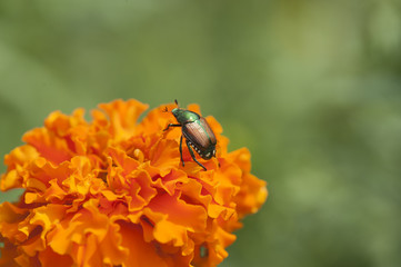 Japanese Beetle on a Orange flower
