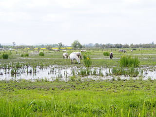 Caballos pasturando en prado con charco