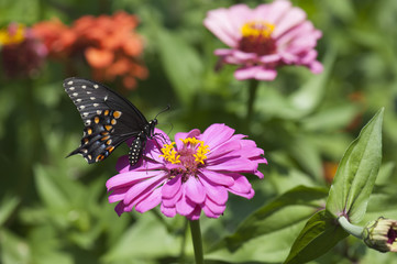 Fototapeta na wymiar Pretty large butterfly on a zinnia flower