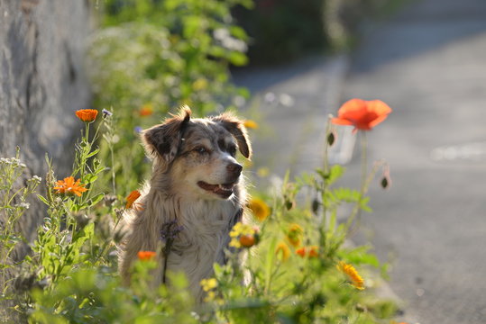 eingerahmt von Blumen, H&uuml;tehund im Wildblumenfeld