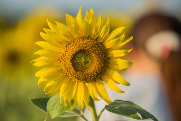 Obraz premium Sunflower blossom. vintage filter