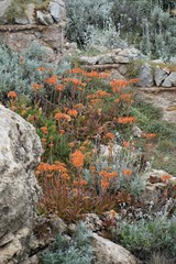 Mediterrane Blüten - orange