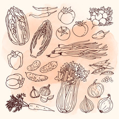 Doodle vegetables set with cabbage, carrot, cucumber, radish, tomato, graphic, onion