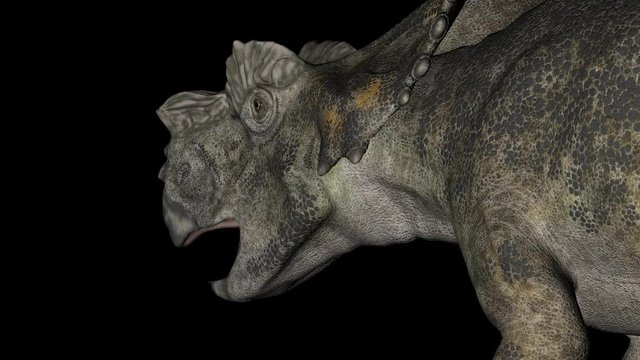 Achelosaurus Head Dinosaur in Rotation on Black Background