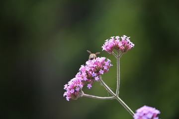 Bee Collect Pollen From Pink Flower © Benjamin Sibuet