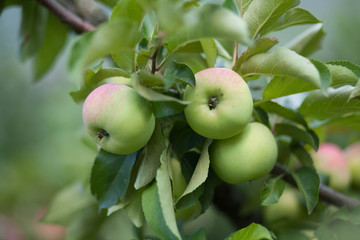 Яблоки на дереве