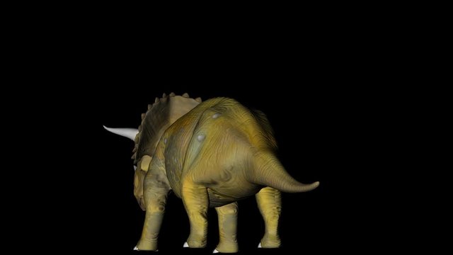 Animation of dinosaur Triceratops gyrating 360 degree on black background