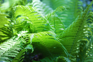 Green fern in botanical garden, close up