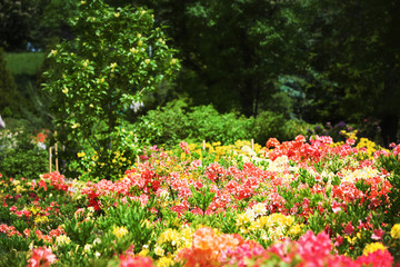 Flower bed with bright colourful flowers in botanical garden