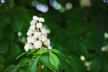 Beautiful blooming chestnut in botanical garden, close up