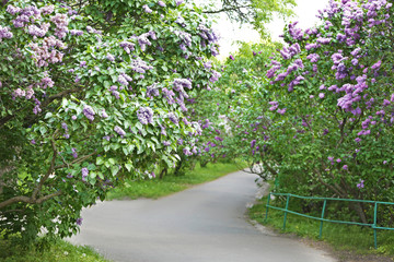 Footpath with lilac of both sides in botanical garden