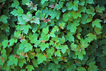 Beautiful green leaves background