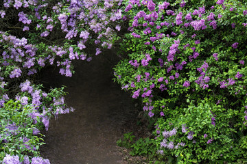 Fototapeta na wymiar Beautiful lilac in botanical garden