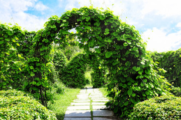Beautiful green leaves arch in botanical garden