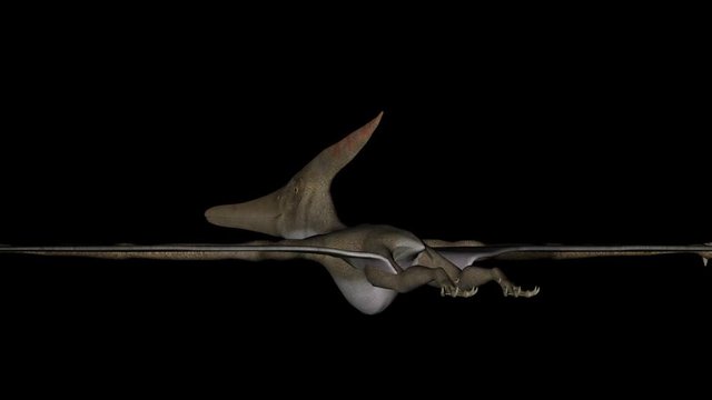 Animation of dinosaur Pteranodon gyrating 360 degree on black background