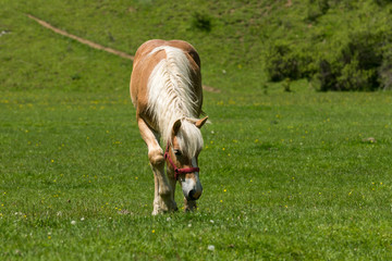 Horse graze in the meadow