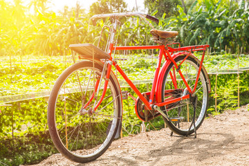 Fototapeta premium Red old bicycle