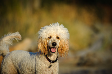 White Standard Poodle happy with natural background