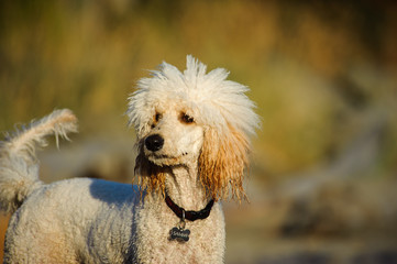 White Standard Poodle against out of focus natural background