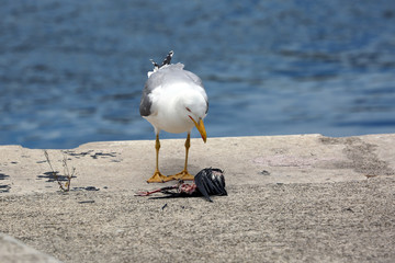 Fototapeta premium Seagull Watching a Dead Bird on the Floor