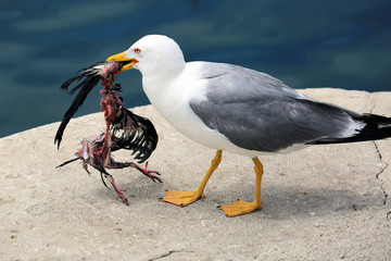 Gull Holding a Dead Bird in its Beak