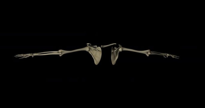 Structure of bones in arms of human body, clavicle, scapula, humerus, radius, ulna and hands, in rotation on black background in 4K format