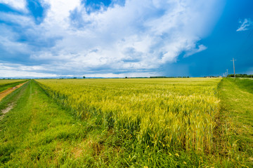 Fototapeta premium fields of Italy