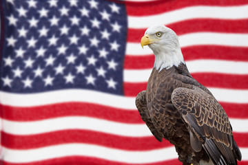 American Bald Eagle and Waving Flag