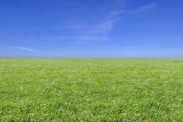 Obraz na płótnie Canvas Green Field and Blue Sky