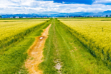fields of Italy