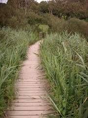 Wooden Pathway