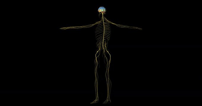 Animation of nervous sytem of a human body with brain represented in several colors gyrating on black background in 4K format