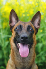 The portrait of a Belgian Shepherd dog Malinois sitting in a rapeseed field