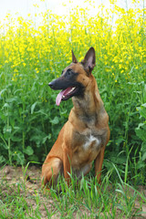 Belgian Shepherd dog Malinois sitting in a rapeseed field