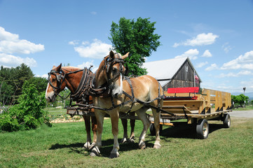 Plakat horse wagon on the meadow in village