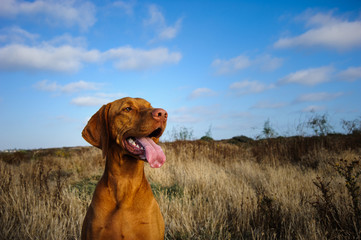 Happy Vizsla dog against field and blue sky with clouds