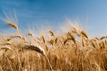 Ears of corn against a blue sky