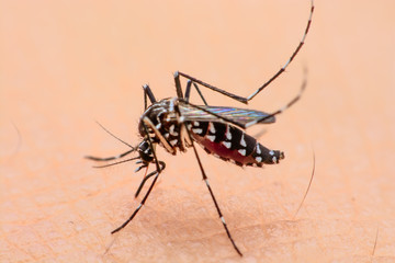 Close-up of a mosquito sucking blood