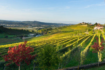 Naklejka premium beautiful vineyard in switzerland in blue sky