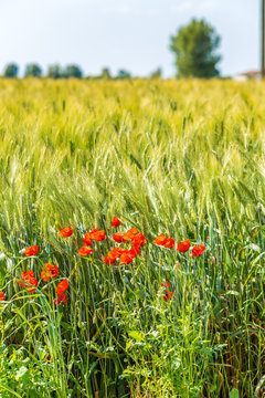 red poppies in green corn field