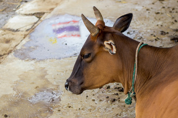Thai cow takes a rest,with reflection shadow of Thai flag