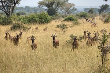 Naklejka premium Hartebeest Herd