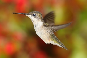 Ruby-throated Hummingbird
