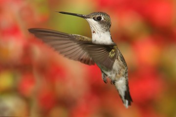 Ruby-throated Hummingbird