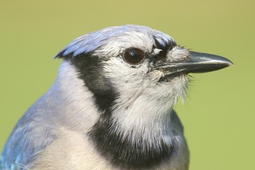 Blue Jay (corvid cyanocitta)